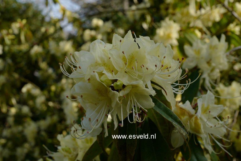 Rhododendron lutescens