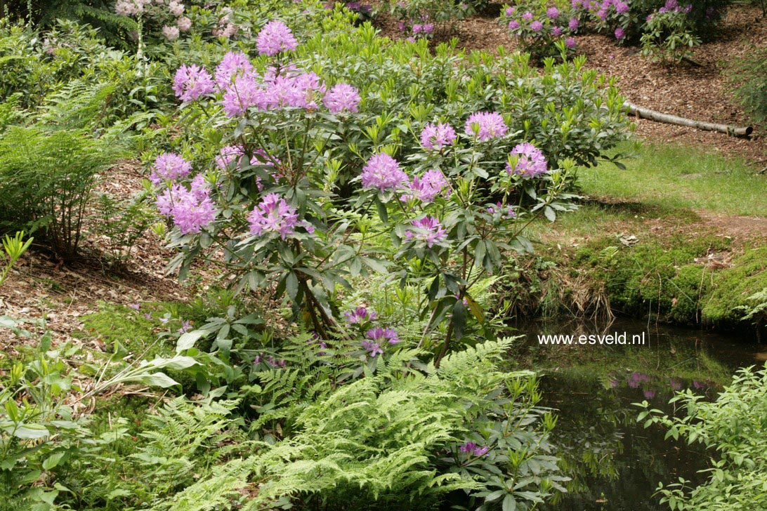 Rhododendron ponticum