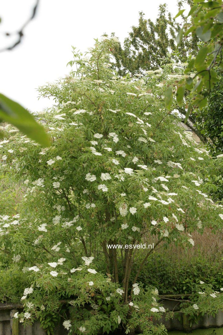 Sambucus nigra