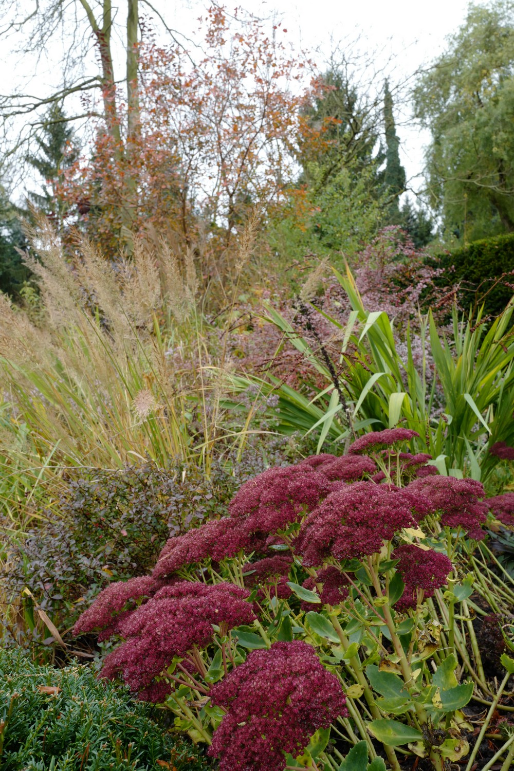 Sedum 'Herbstfreude'