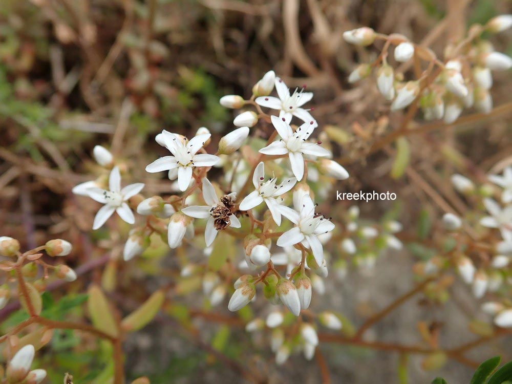 Sedum album