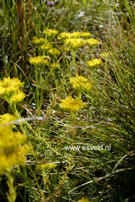 Sedum reflexum