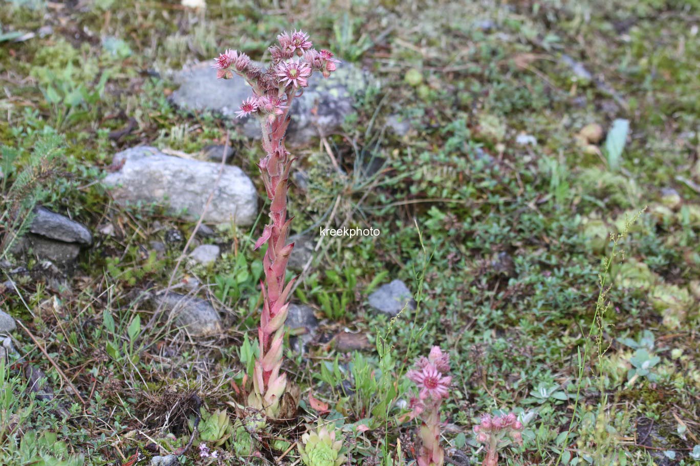 Sempervivum tectorum