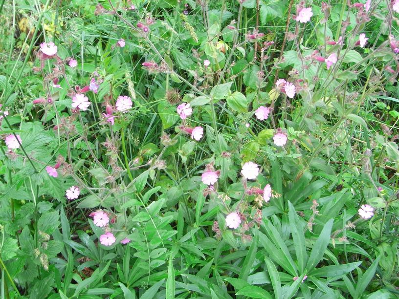 Silene dioica