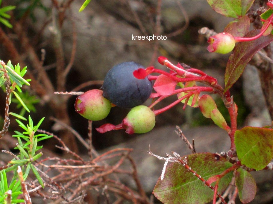 Vaccinium padifolium