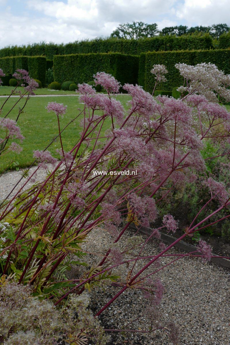 Valeriana officinalis