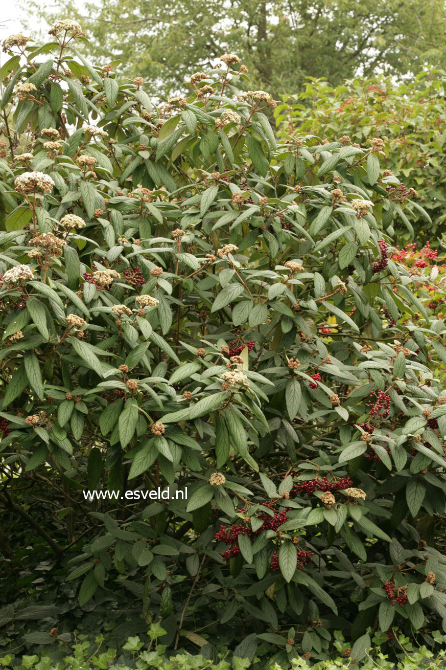 Viburnum rhytidophyllum 'Dart's Duke' (INTERDUKE)