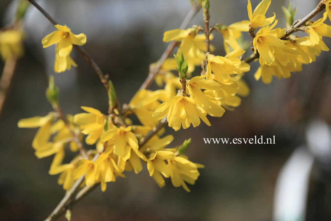 Forsythia 'Helios'