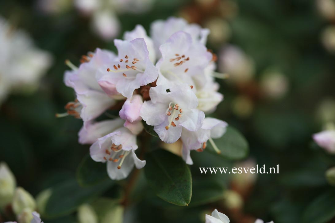 Rhododendron 'Pink Elf' (22123)