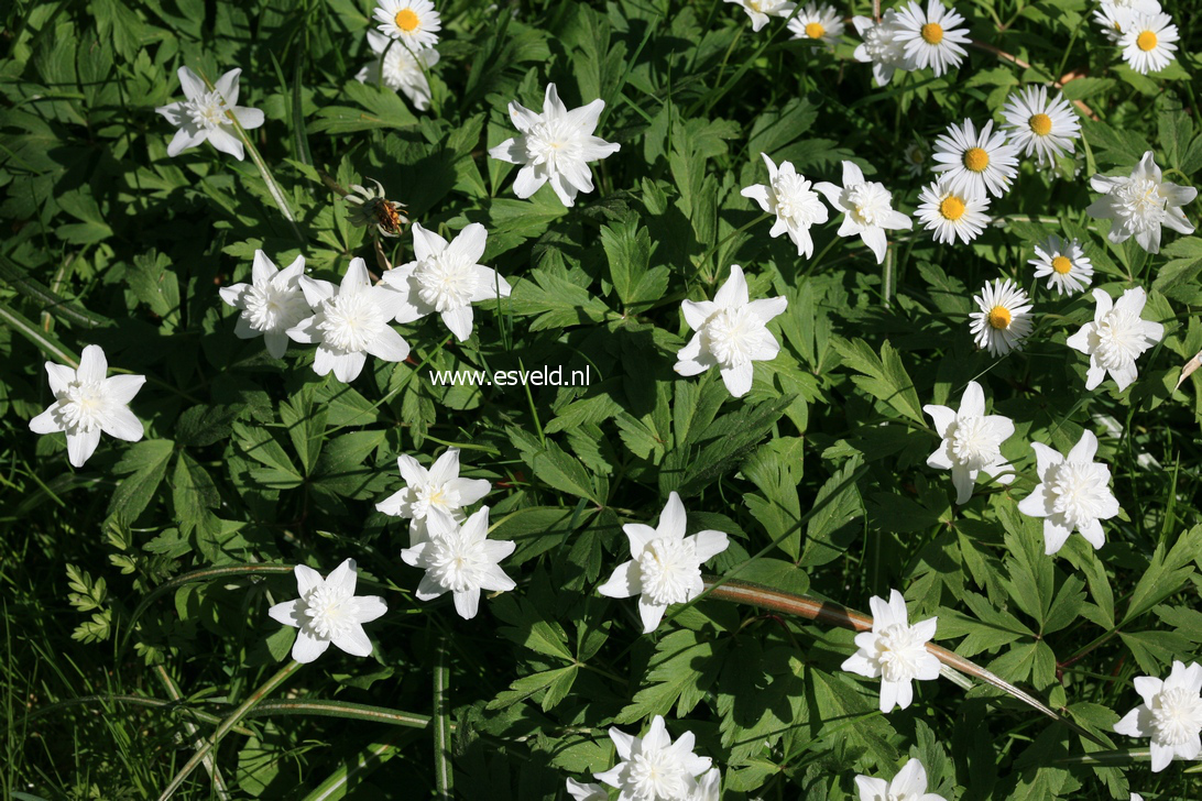 Anemone nemorosa 'Alba Plena' (22390)