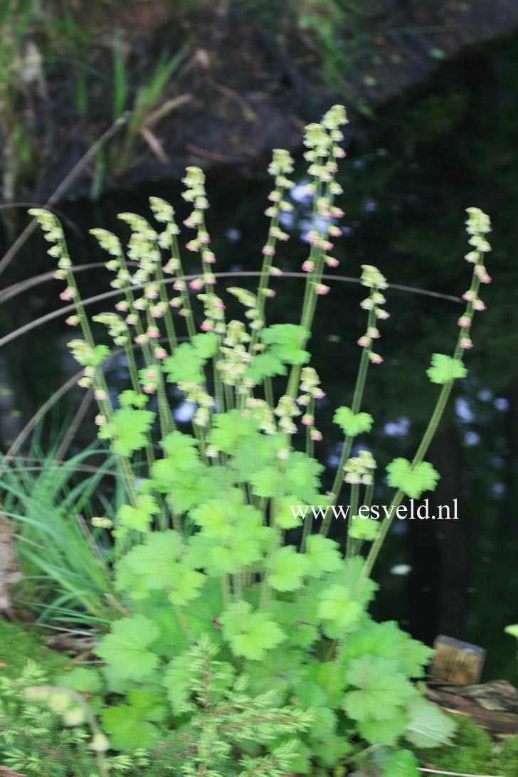 Tellima grandiflora 'Forest Frost'