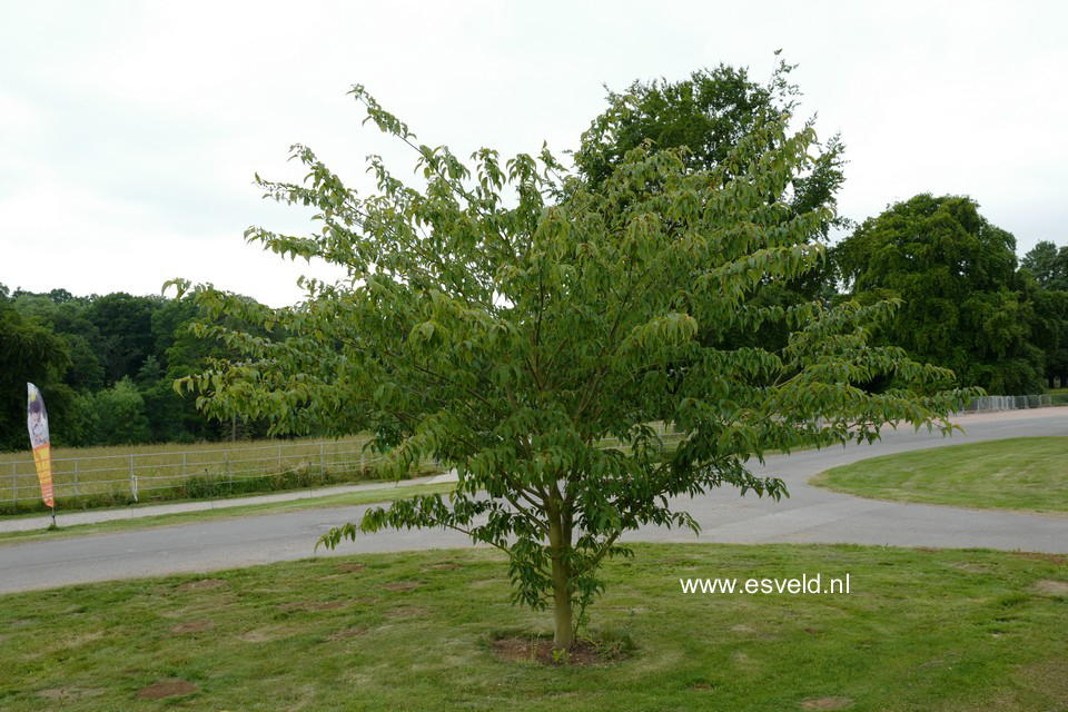 Acer davidii 'Karmen'