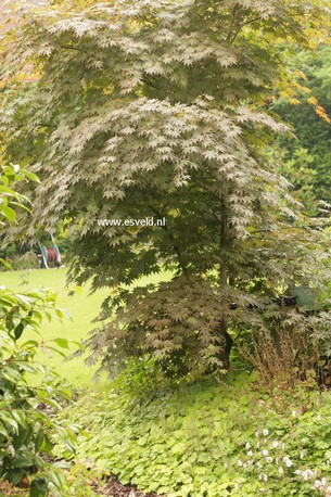 Acer palmatum 'Mirte'