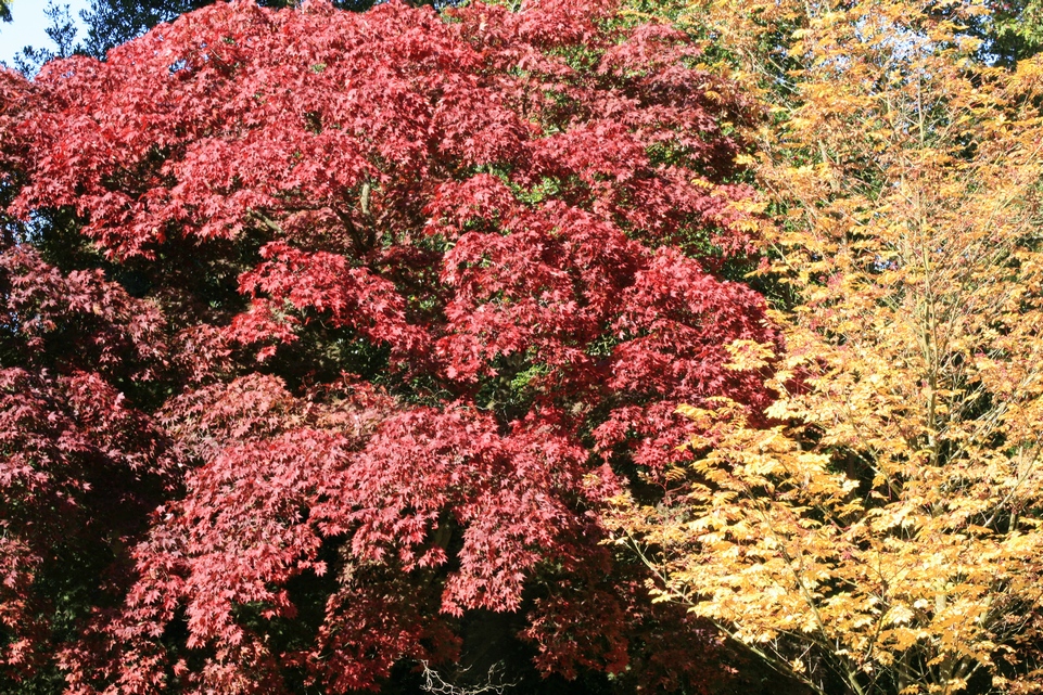 Acer palmatum 'Osakazuki'