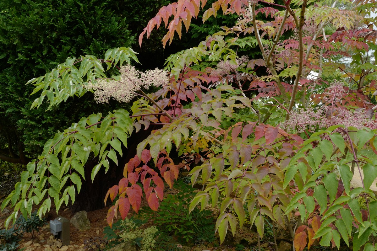 Aralia elata