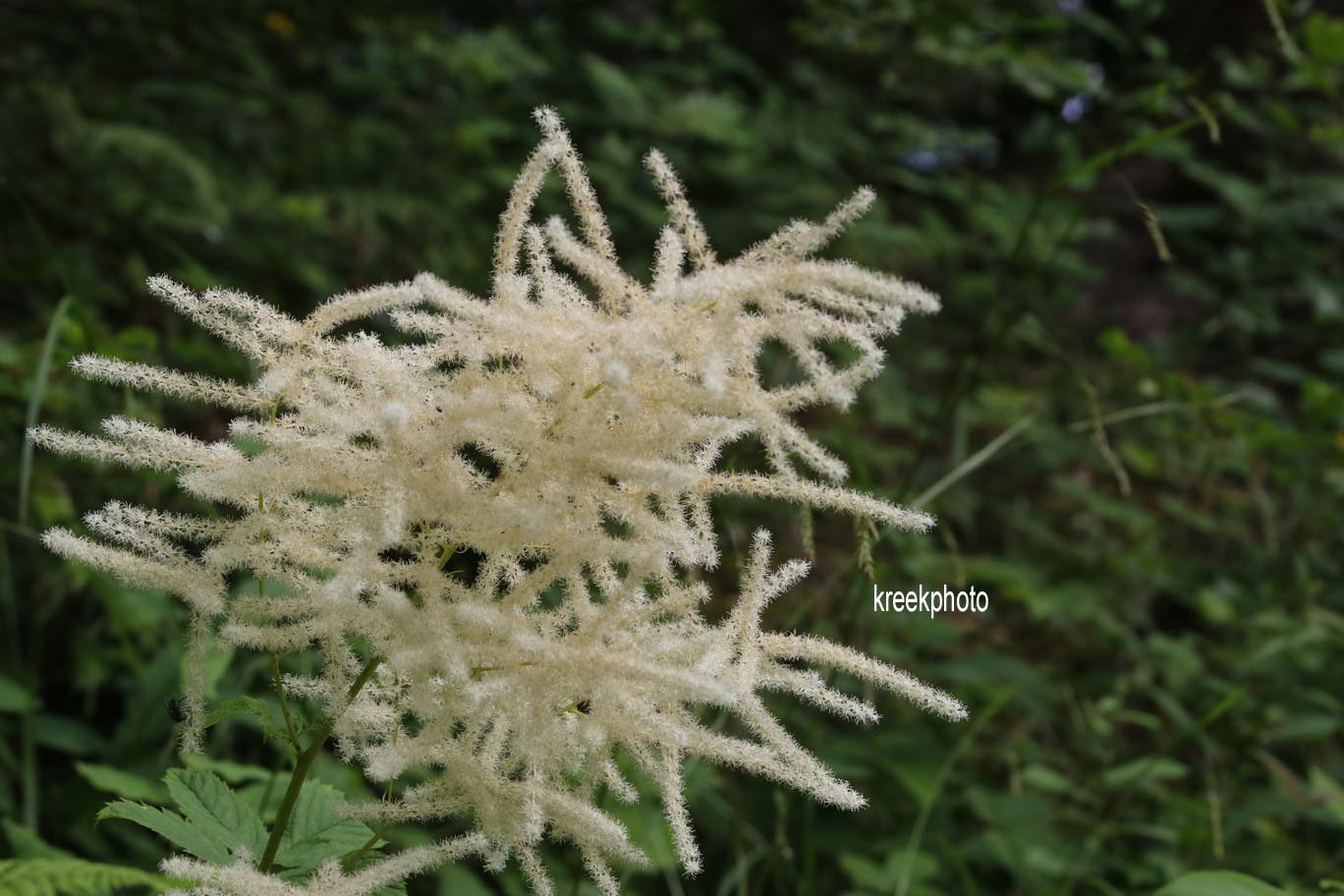 Aruncus dioicus