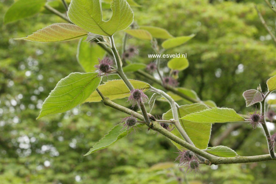 Broussonetia papyrifera