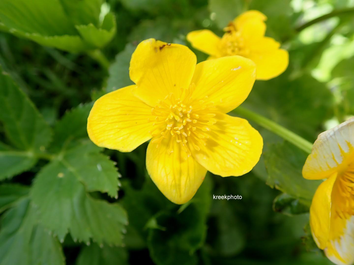 Caltha palustris