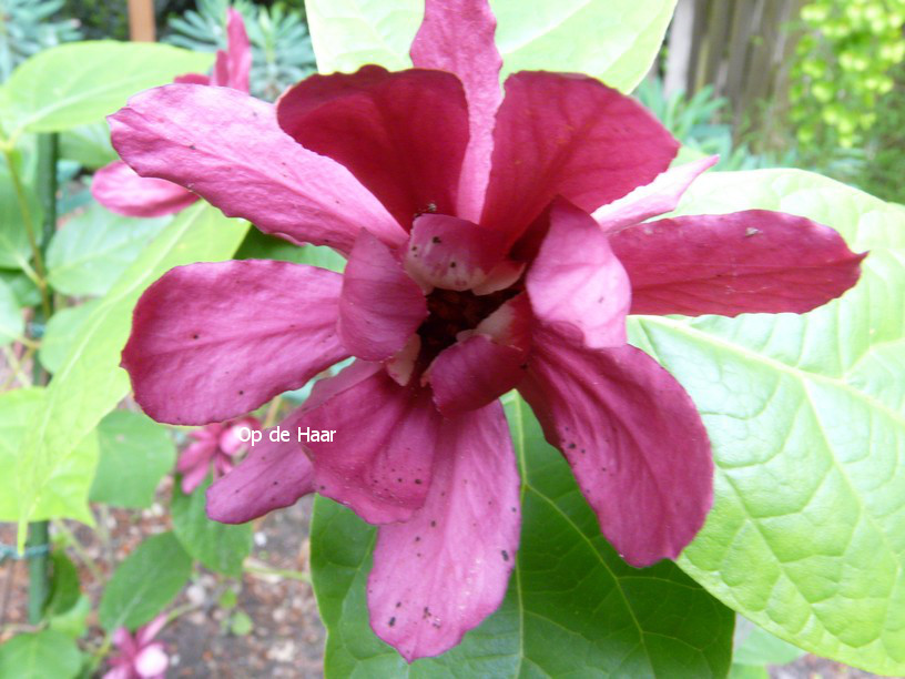 Calycanthus raulstonii 'Hartlage Wine'