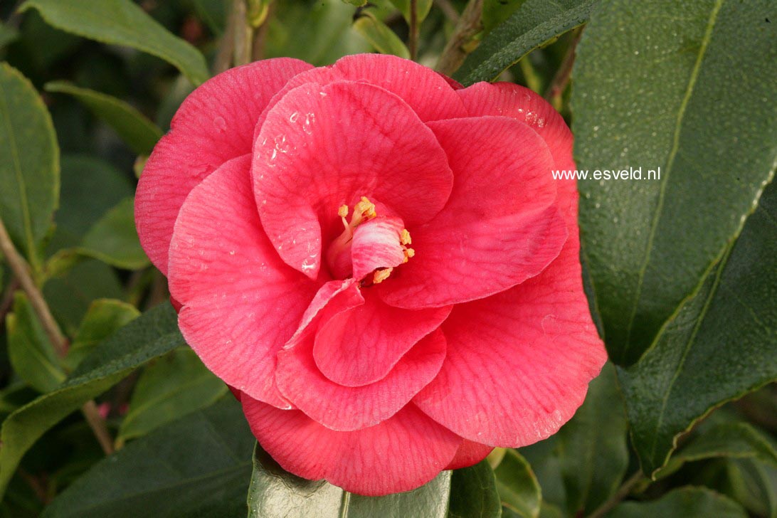 Camellia japonica