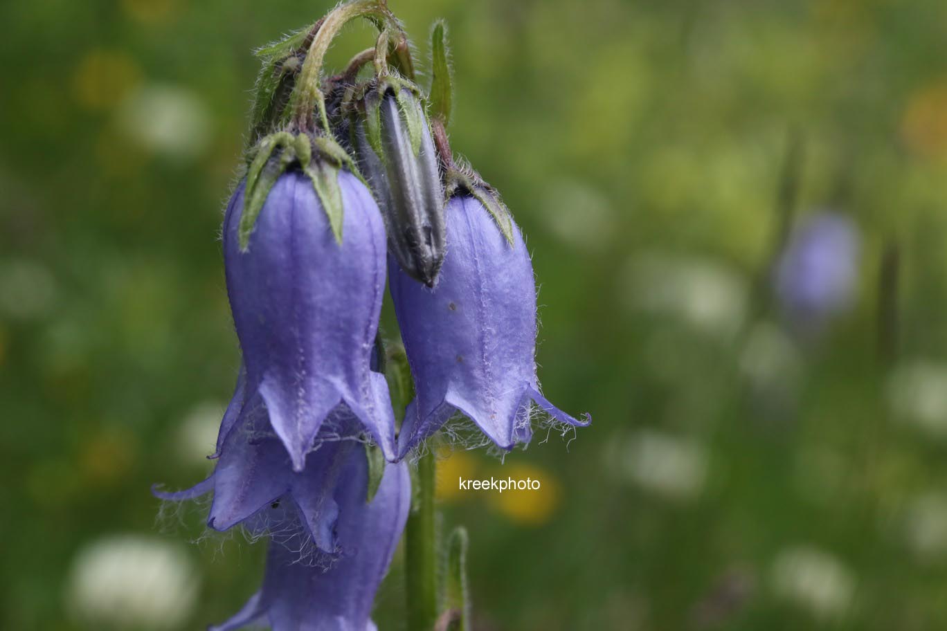 Campanula barbata