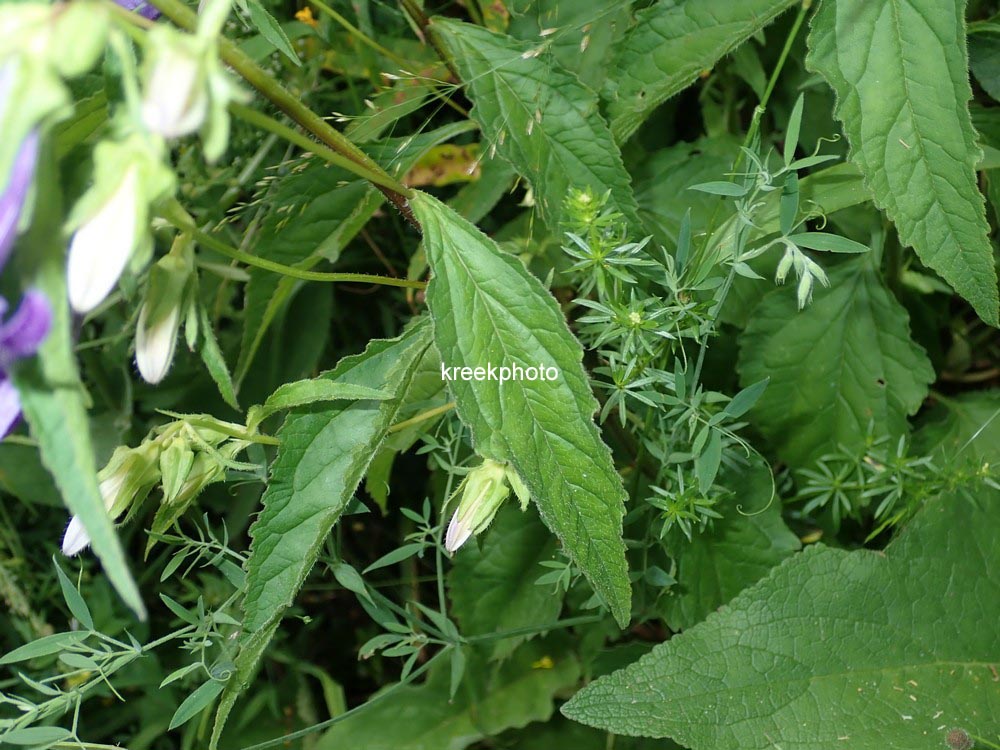 Campanula rapunculoides
