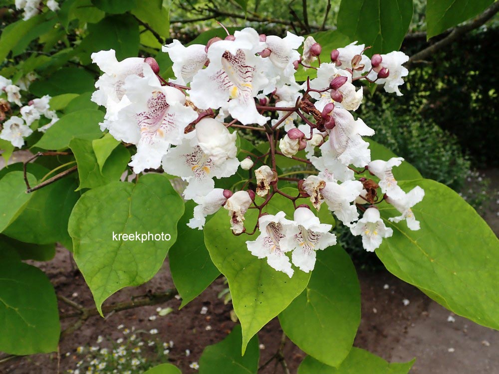 Catalpa bignonioides