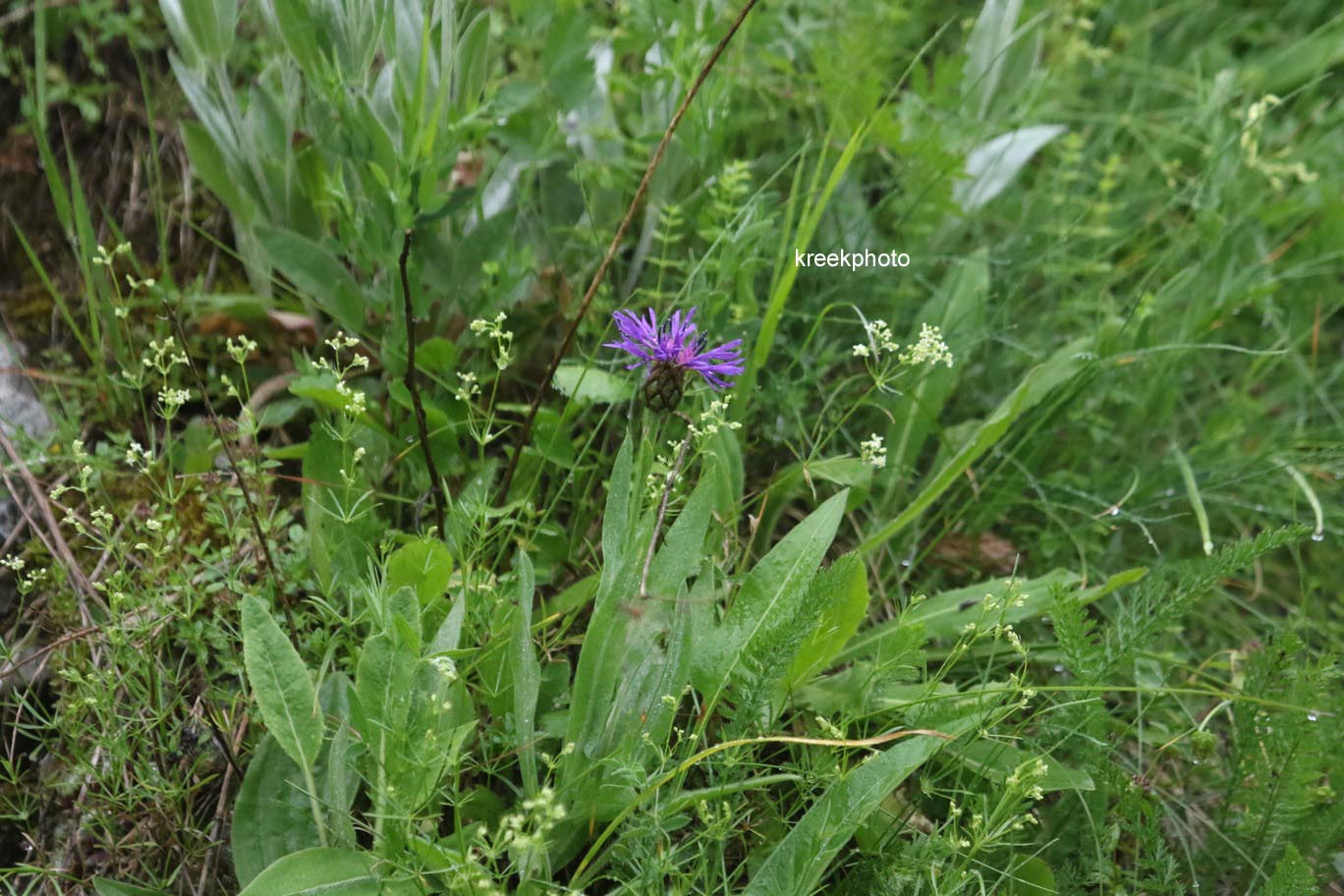 Centaurea montana
