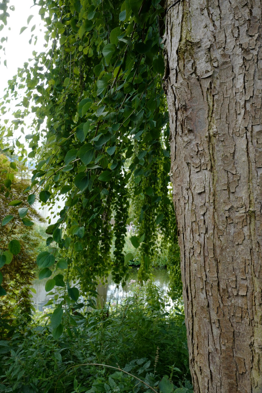 Cercidiphyllum japonicum 'Pendulum'