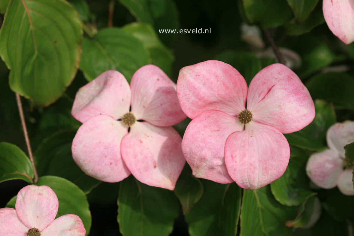 Cornus kousa 'Satomi'