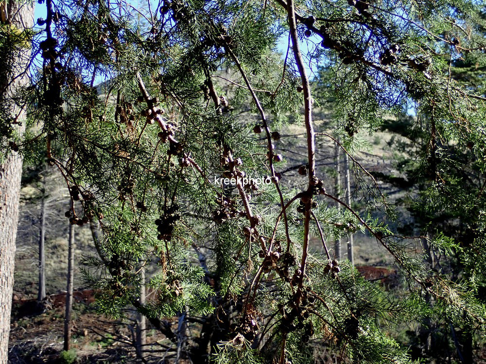 Cupressus macrocarpa
