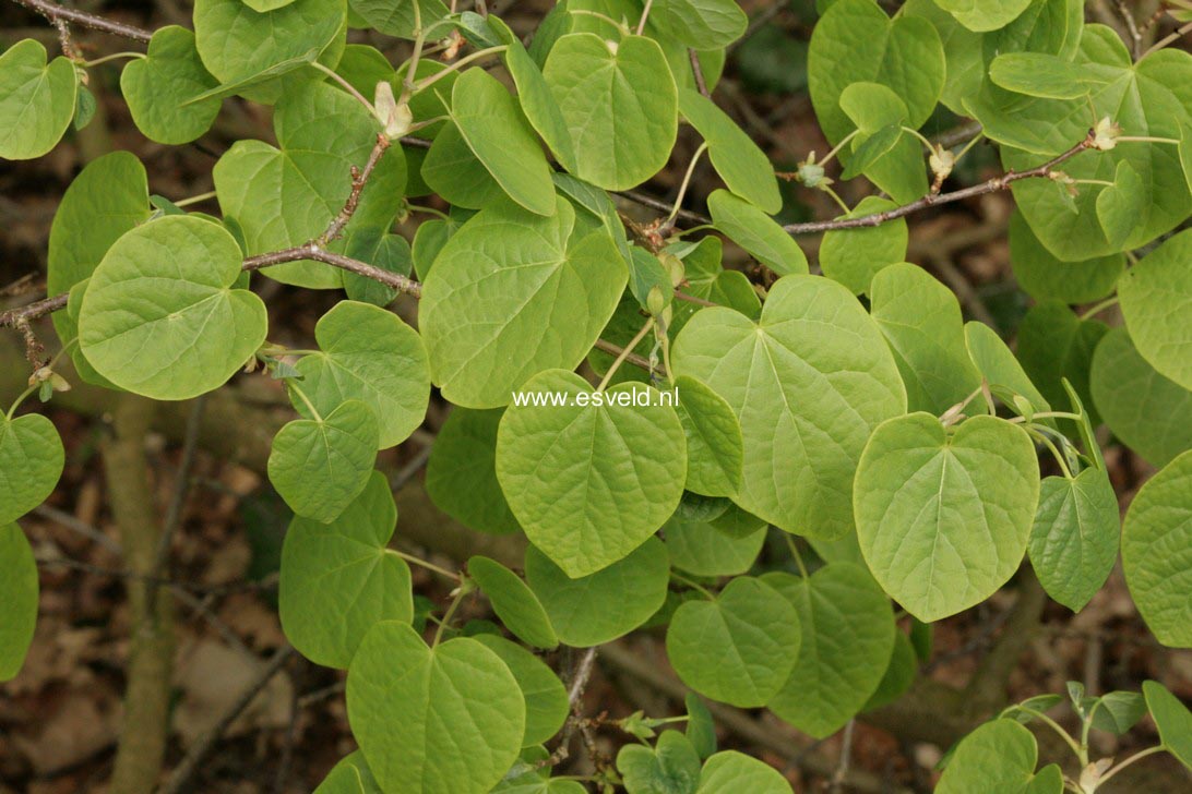 Disanthus cercidifolius