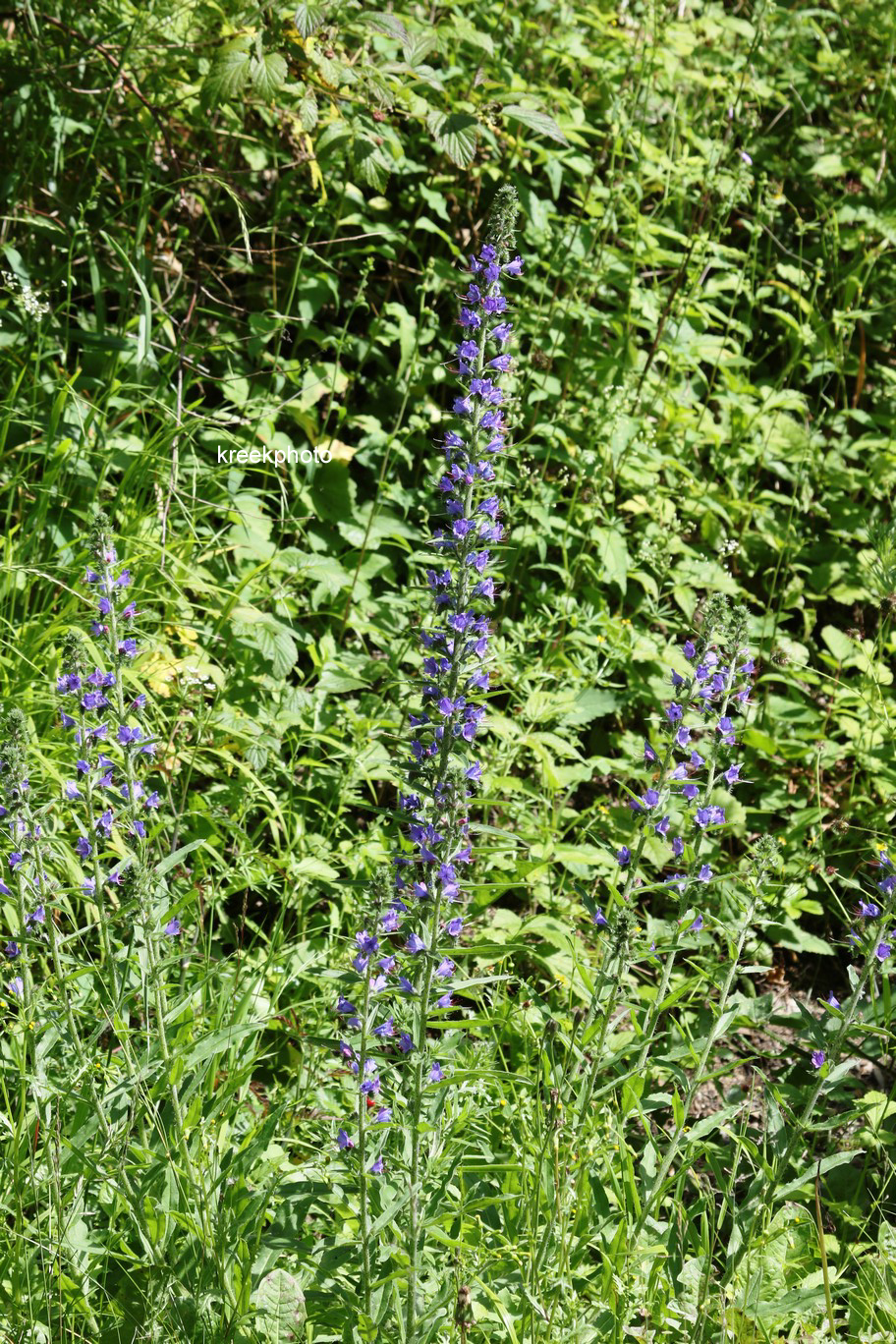 Echium vulgare