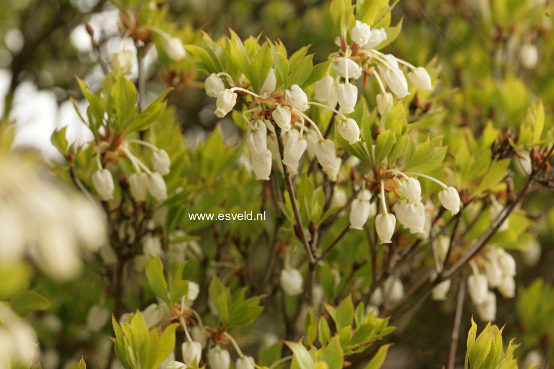 Enkianthus perulatus