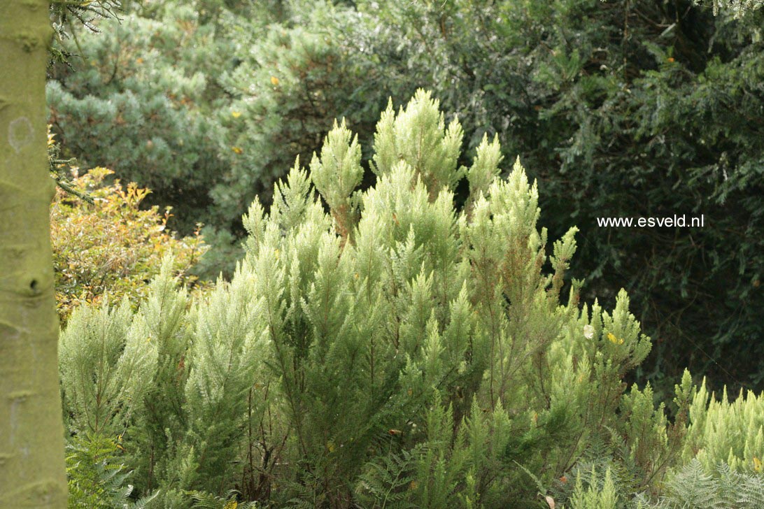 Erica arborea