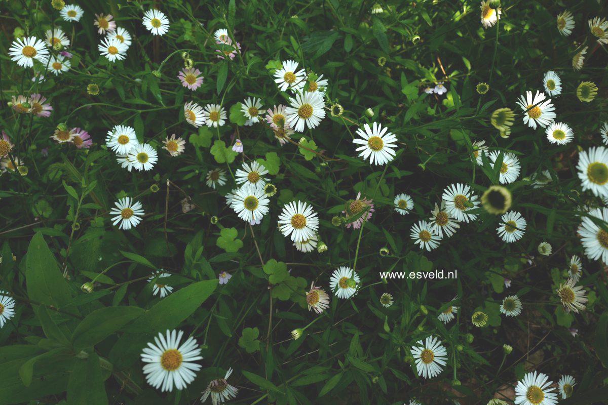 Erigeron karvinskianus