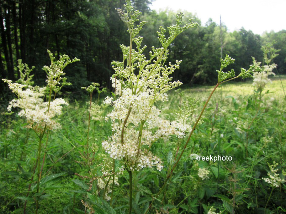 Filipendula ulmaria