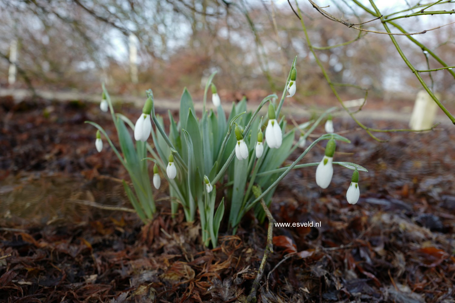 Galanthus nivalis