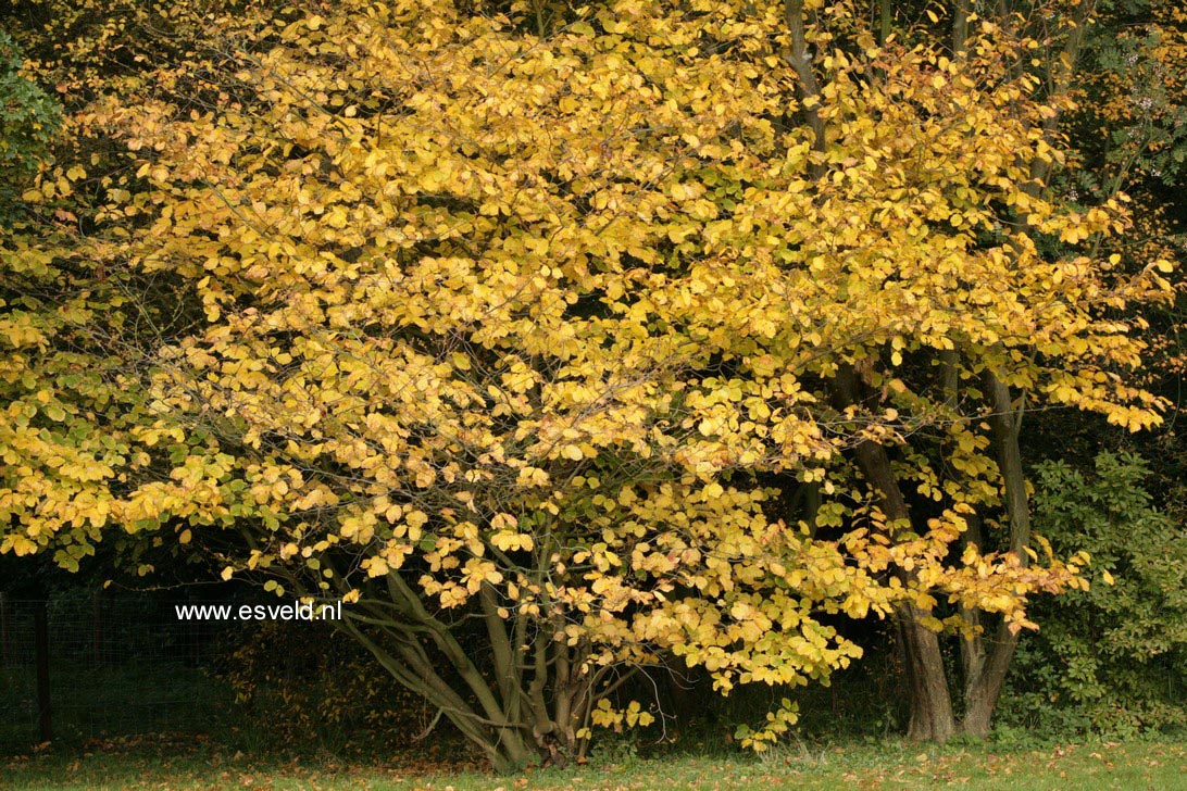 Hamamelis virginiana