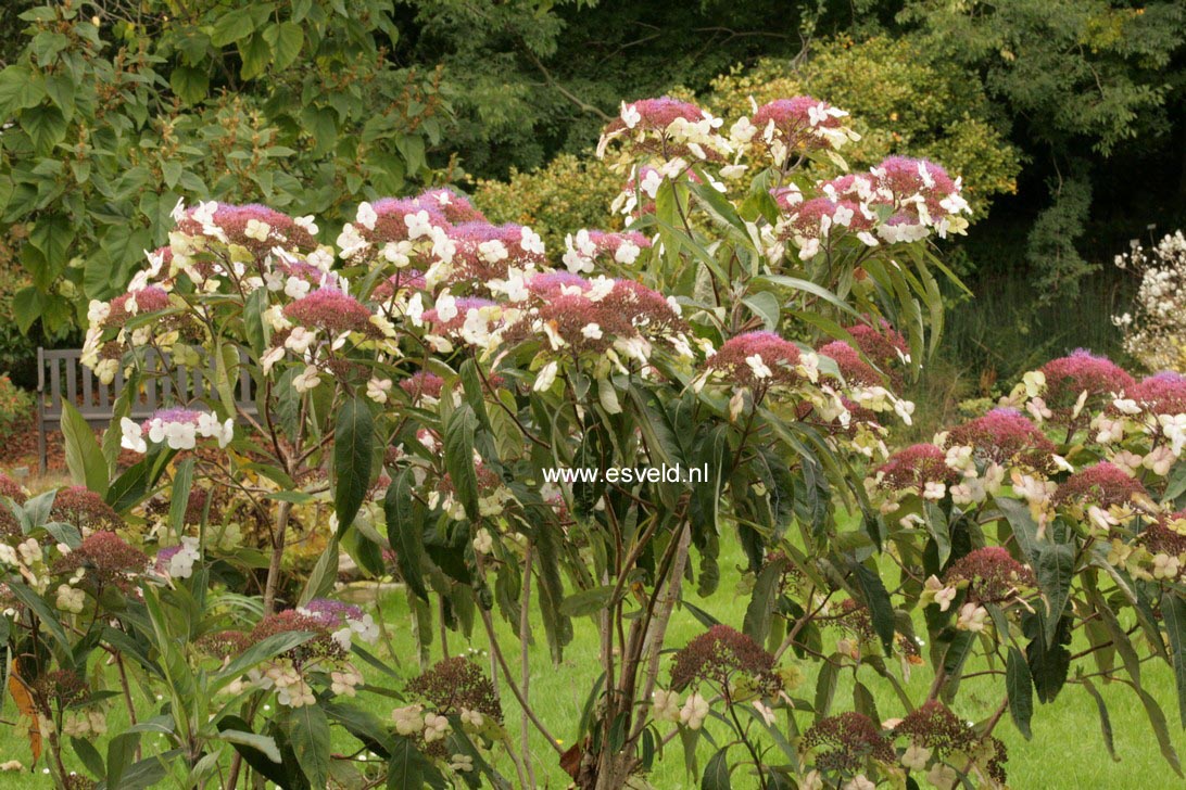 Hydrangea aspera strigosa