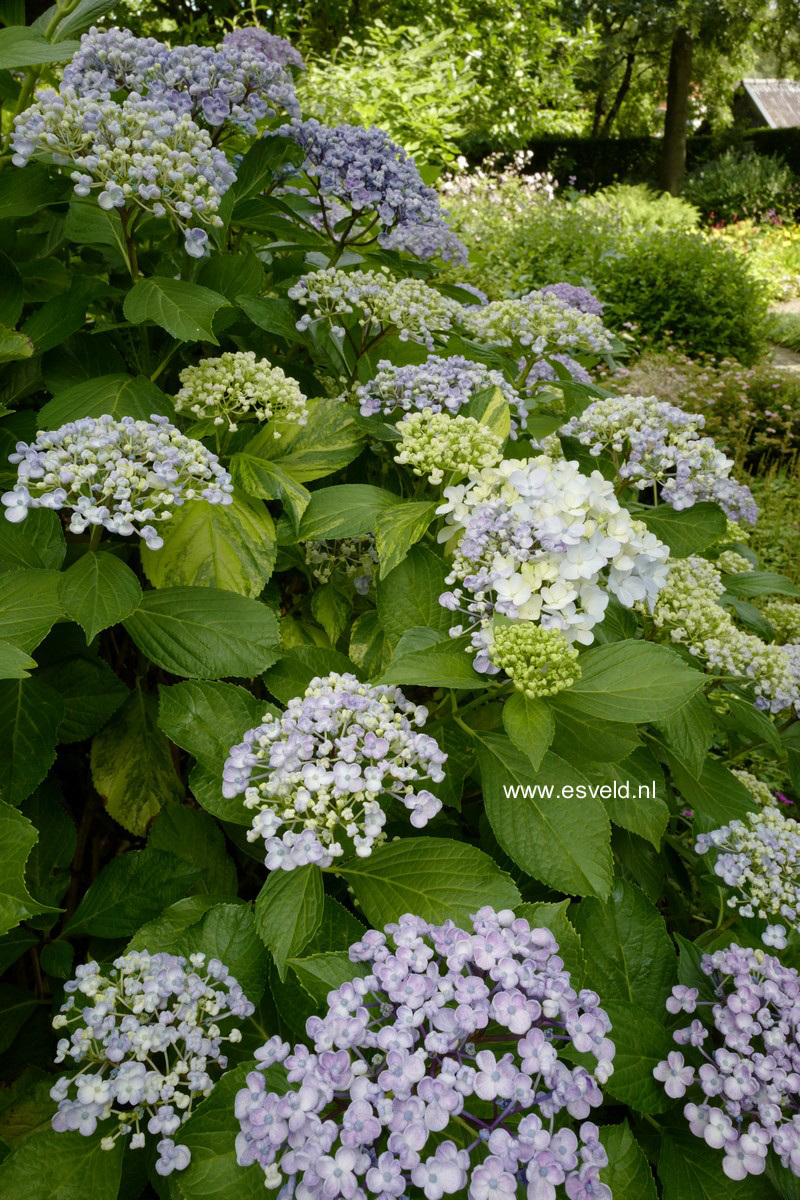 Hydrangea macrophylla 'Ayesha'