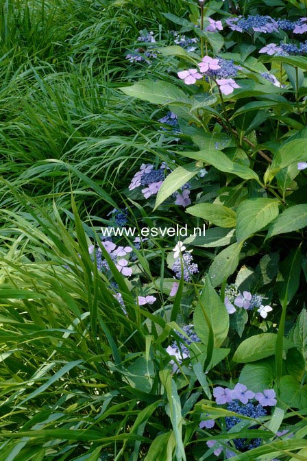 Hydrangea macrophylla 'Mariesii Lilacina'