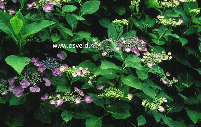 Hydrangea macrophylla 'Mariesii Perfecta'