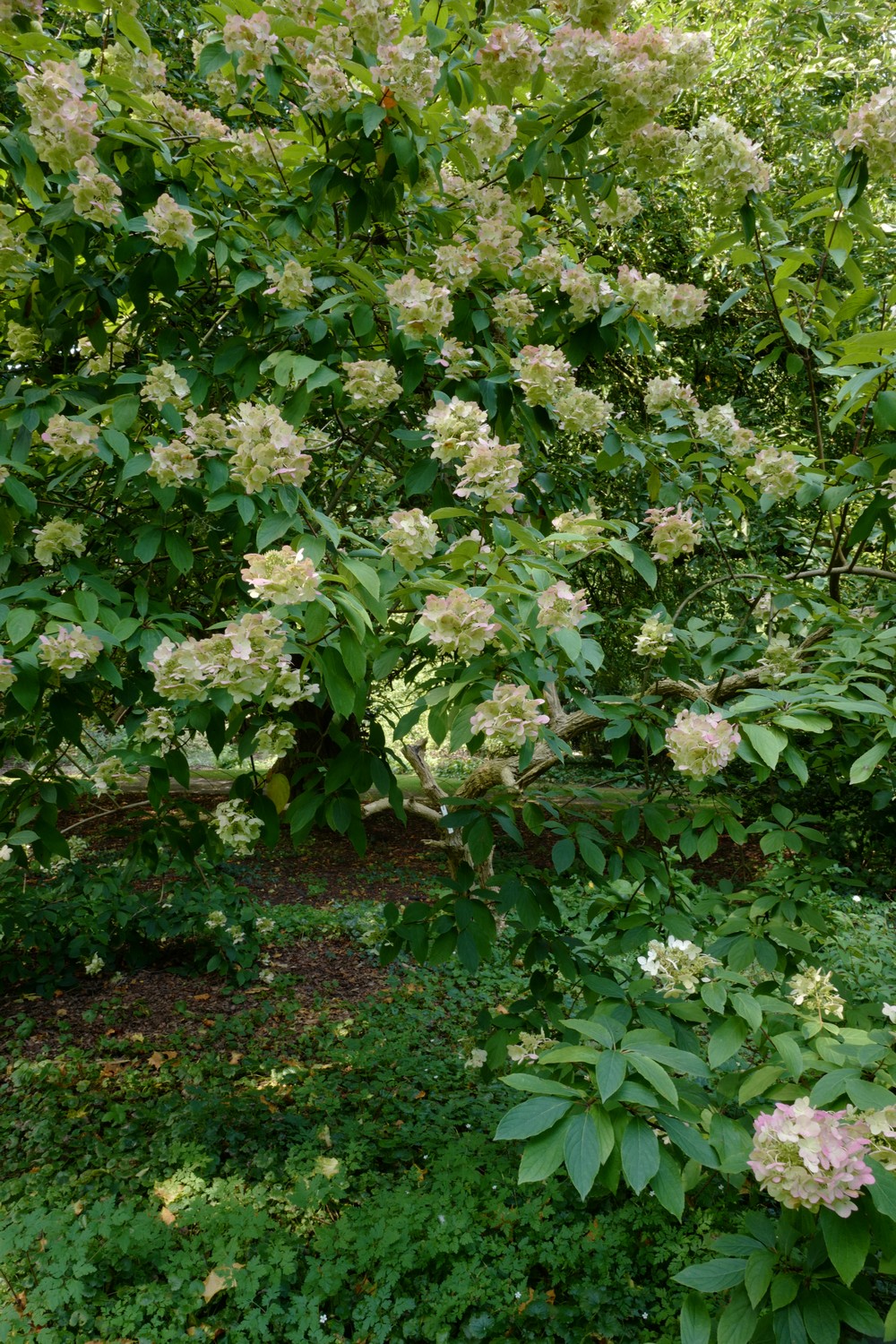 Hydrangea paniculata 'Unique'