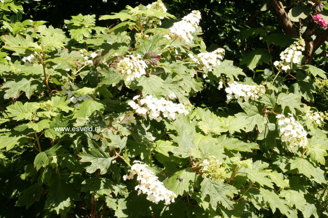 Hydrangea quercifolia
