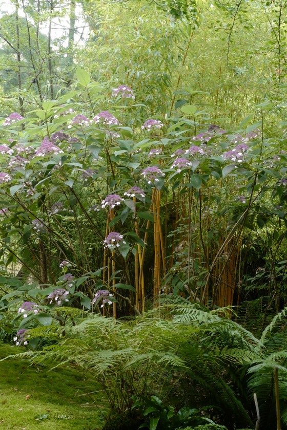 Hydrangea villosa