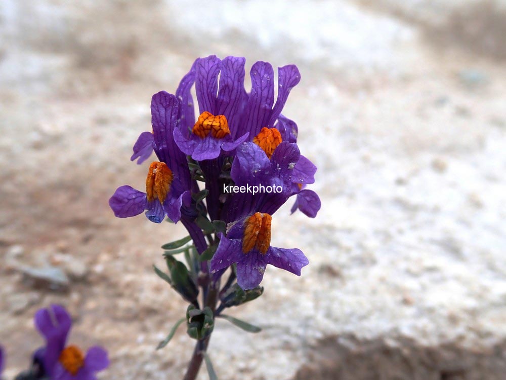Linaria alpina