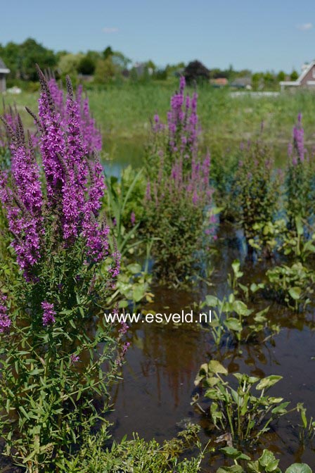 Lythrum salicaria