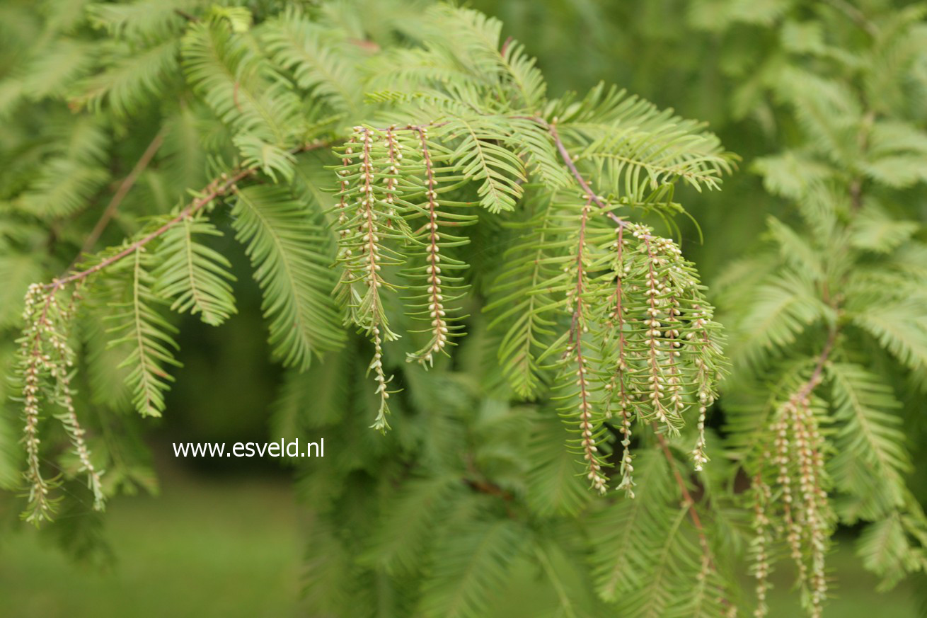 Metasequoia glyptostroboides