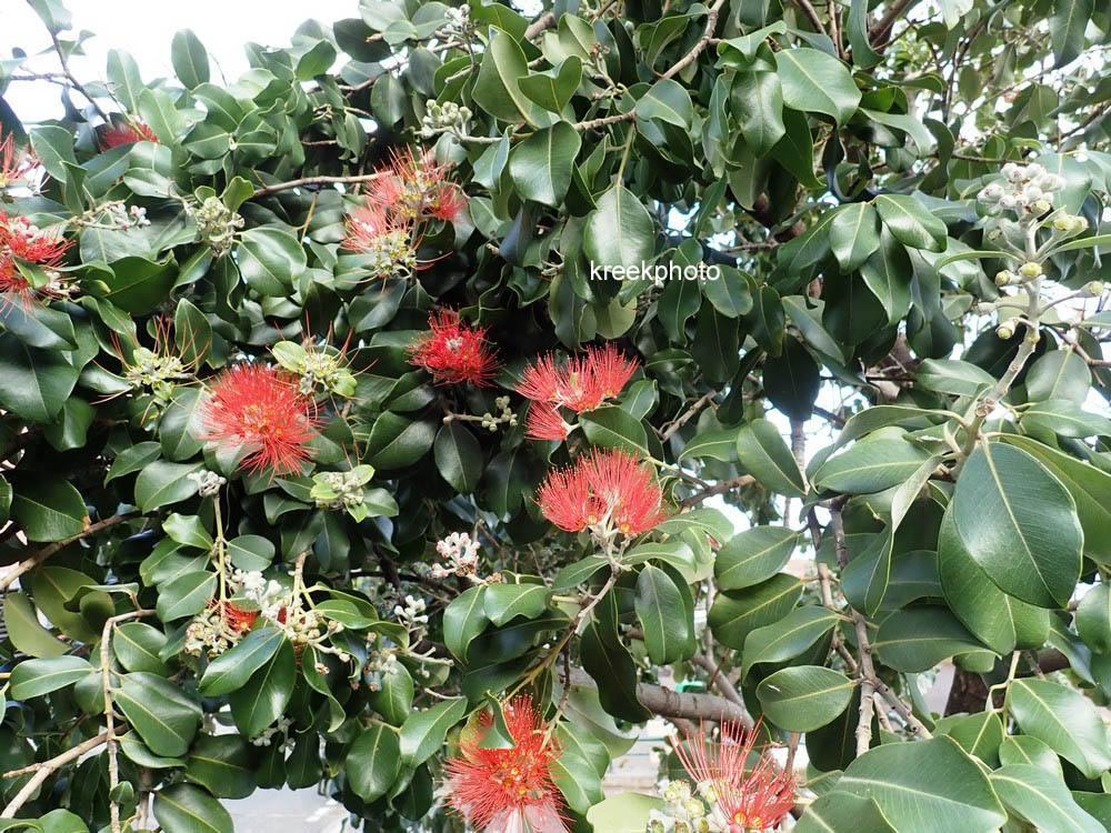 Metrosideros excelsa